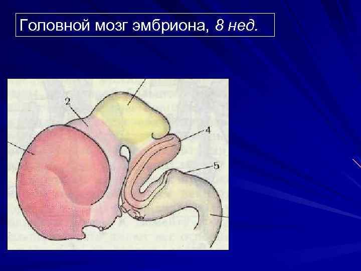 Головной мозг эмбриона, 8 нед. 