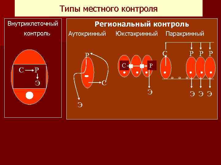 Типы местного контроля Региональный контроль Внутриклеточный контроль Аутокринный Юкстакринный С Р С Паракринный С