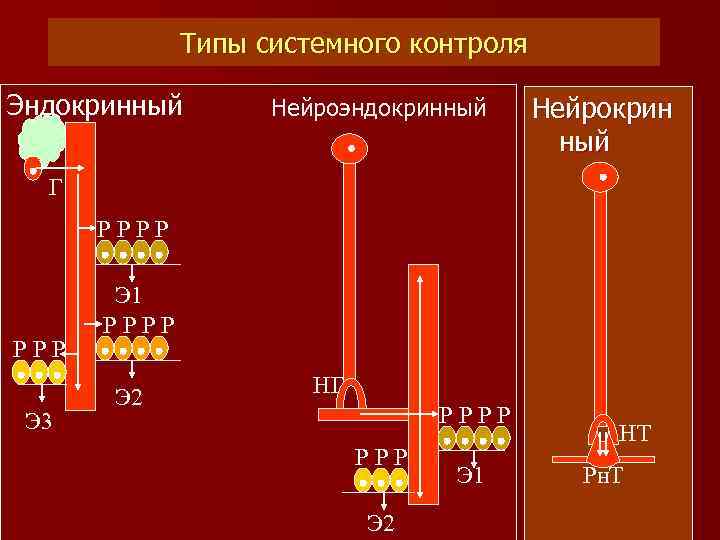 Типы системного контроля Эндокринный Нейроэндокринный Нейрокрин ный Г РРРР Э 3 Э 1 РРРР