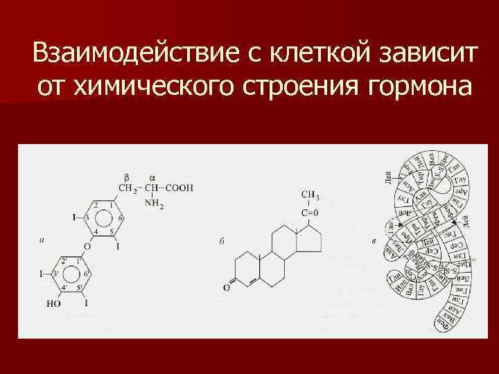 Взаимодействие с клеткой зависит от химического строения гормона 