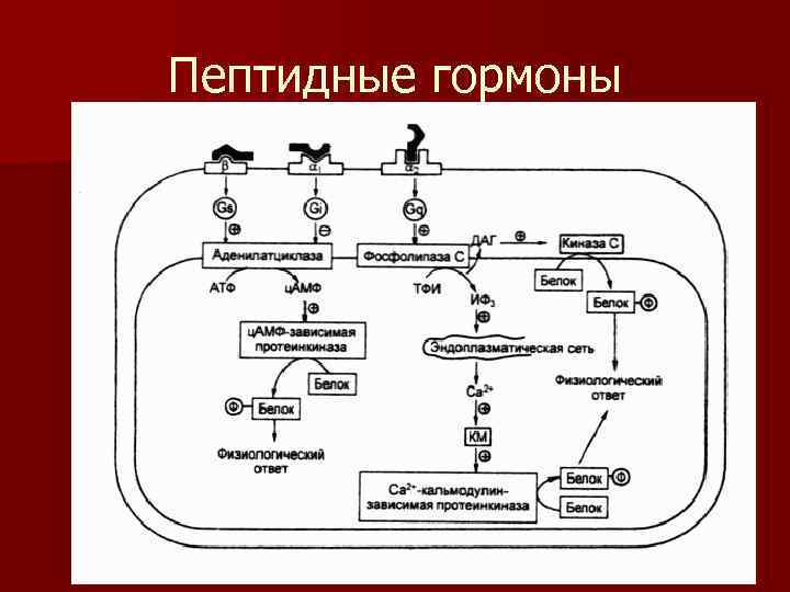 Пептидные гормоны 