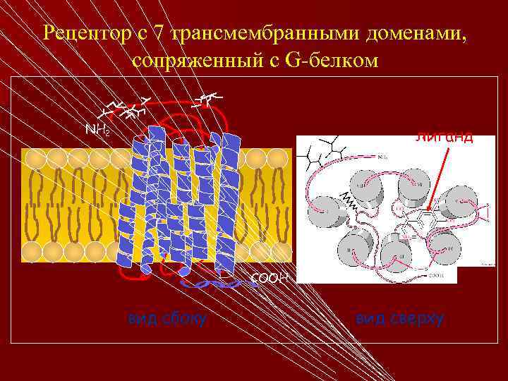 Рецептор с 7 трансмембранными доменами, сопряженный с G-белком NH 2 лиганд СООН вид сбоку