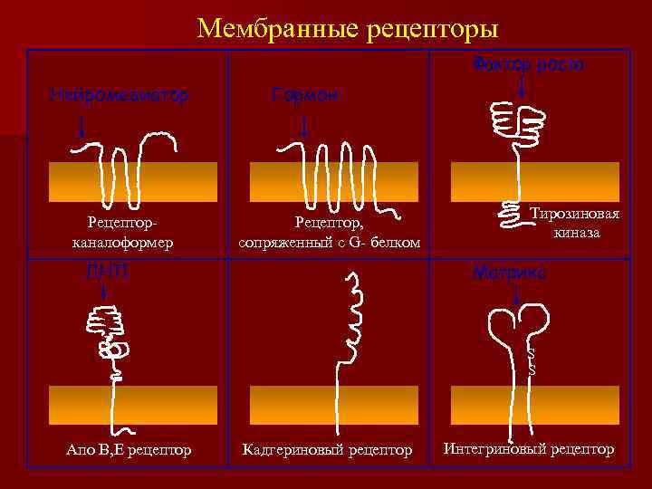 Мембранные рецепторы Фактор роста Нейромедиатор Рецепторканалоформер Гормон Рецептор, сопряженный с G- белком ЛНП Тирозиновая