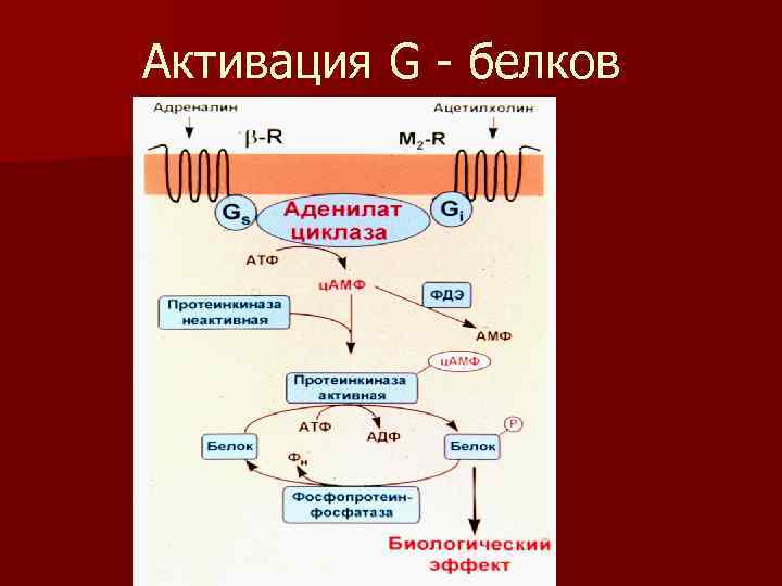 Активация G - белков 