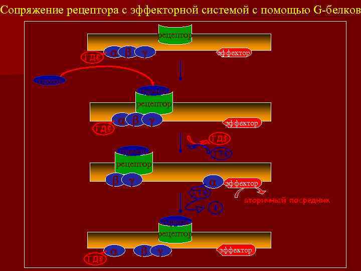 Сопряжение рецептора с эффекторной системой с помощью G-белков рецептор ГДФ эффектор гормон рецептор ГДФ