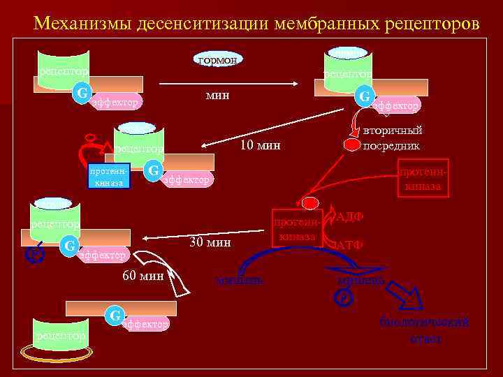 Механизмы десенситизации мембранных рецепторов рецептор G гормон рецептор мин эффектор - G гормон протеинкиназа