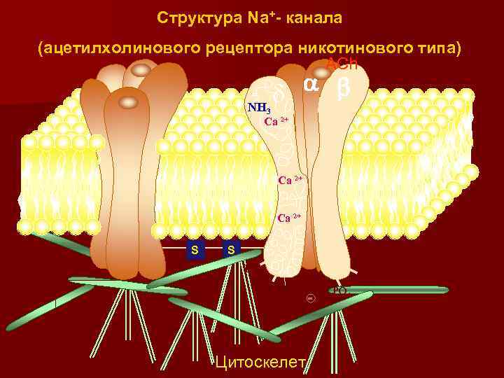 Структура Na+- канала (ацетилхолинового рецептора никотинового типа) ACh NH 3 Сa 2+ S S