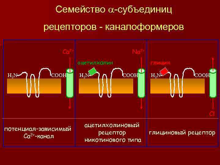 Семейство a-субъединиц рецепторов - каналоформеров Ca 2+ Na 2+ ацетилхолин H 2 N COOH