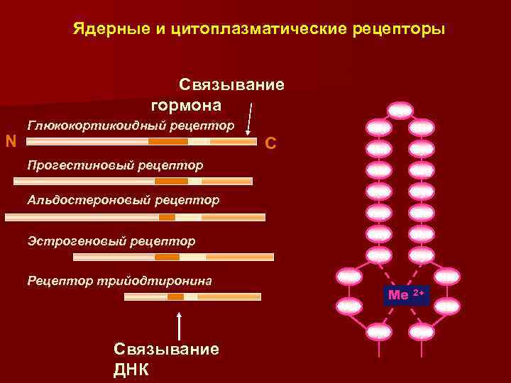 Ядерные и цитоплазматические рецепторы Связывание гормона N ДНК-связывающий «палец» Tyr Глюкокортикоидный рецептор Gly Thr