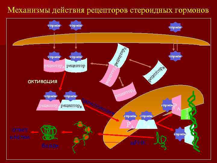 Механизмы действия рецепторов стероидных гормонов гормон пто р. В гормон еце це гормон тра