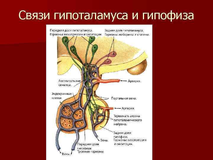 Связи гипоталамуса и гипофиза 