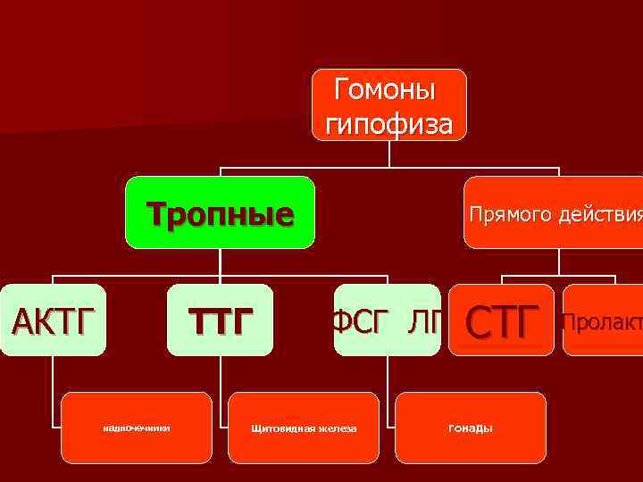 Гомоны гипофиза Тропные АКТГ ТТГ надпочечники Прямого действия ФСГ ЛГ Щитовидная железа СТГ гонады