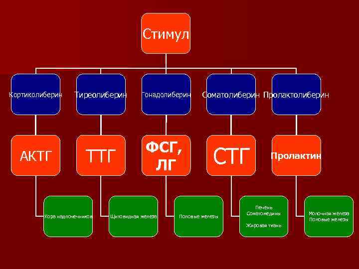 Стимул Кортиколиберин АКТГ Тиреолиберин ТТГ Кора надпочечников Гонадолиберин ФСГ, ЛГ Щитовидная железа Соматолиберин Пролактолиберин