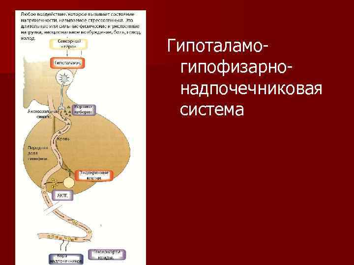 Гипоталамогипофизарнонадпочечниковая система 