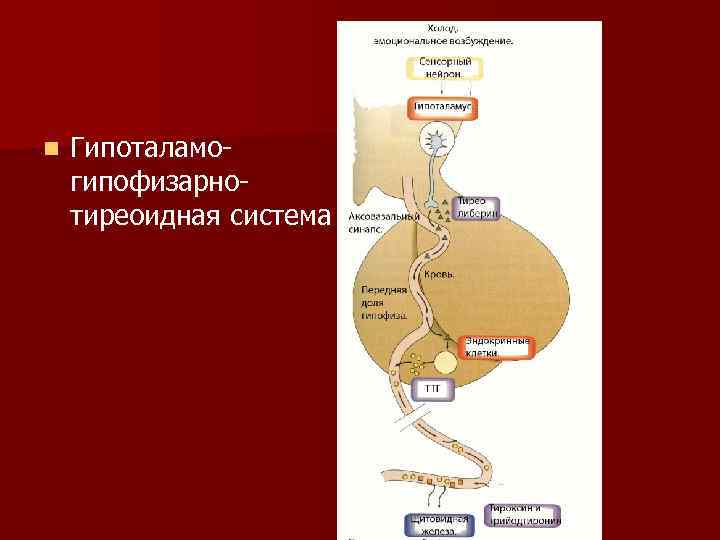 n Гипоталамогипофизарнотиреоидная система 