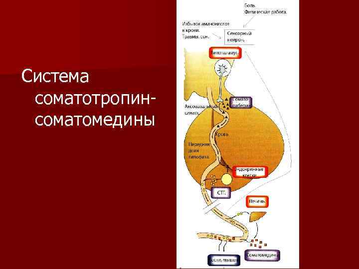 Система соматотропинсоматомедины 