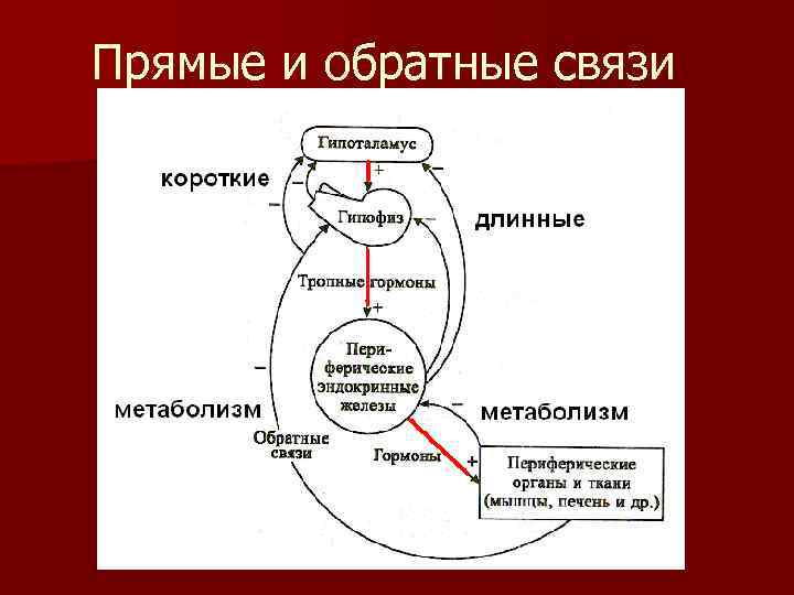 Прямые и обратные связи 