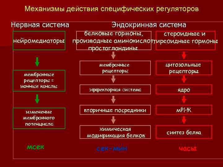 Механизмы действия специфических регуляторов Нервная система нейромедиаторы мембранные рецепторы = ионные каналы изменение мембранного