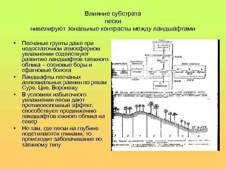 Влияние субстрата пески нивелируют зональные контрасты между ландшафтами • • Песчаные грунты даже при