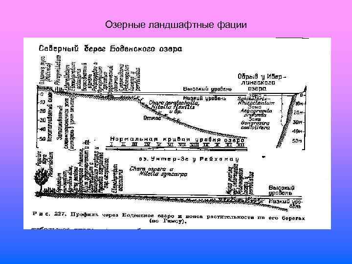 Озерные ландшафтные фации 