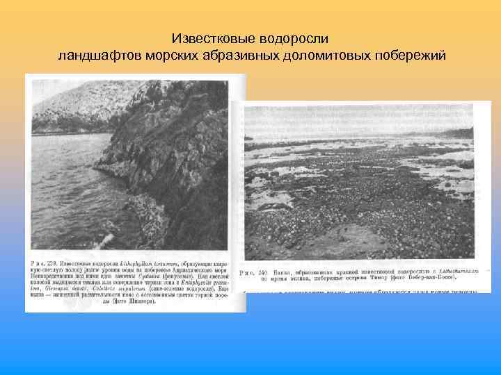 Известковые водоросли ландшафтов морских абразивных доломитовых побережий 