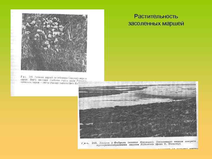 Растительность засоленных маршей 