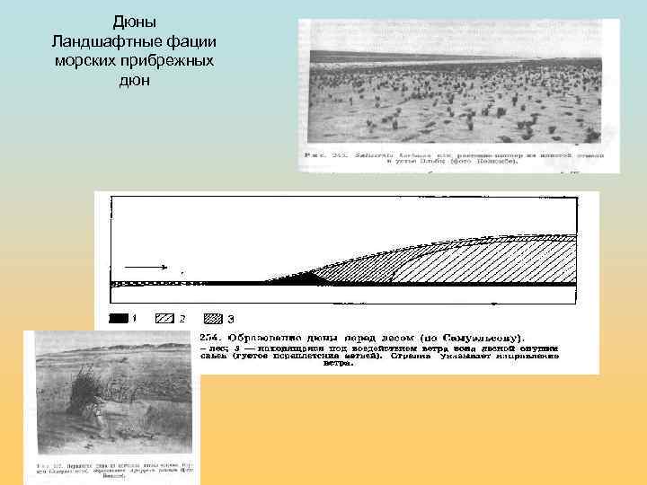 Дюны Ландшафтные фации морских прибрежных дюн 