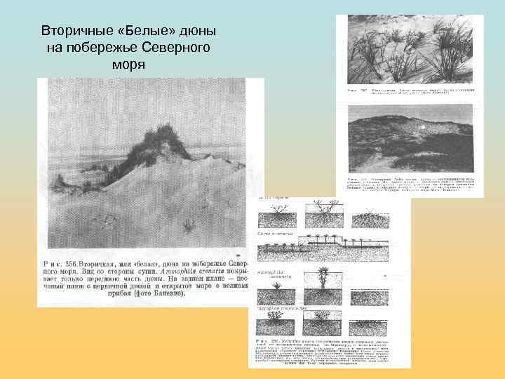 Вторичные «Белые» дюны на побережье Северного моря 