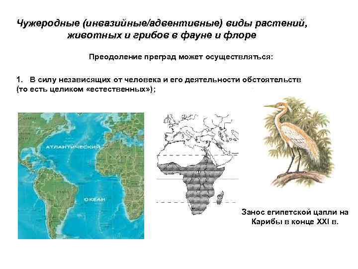 Чужеродные (инвазийные/адвентивные) виды растений, животных и грибов в фауне и флоре Преодоление преград может