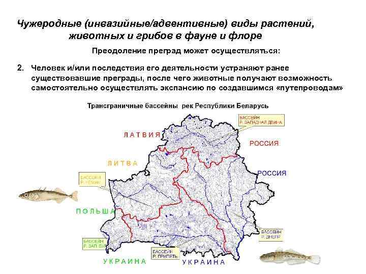 Чужеродные (инвазийные/адвентивные) виды растений, животных и грибов в фауне и флоре Преодоление преград может