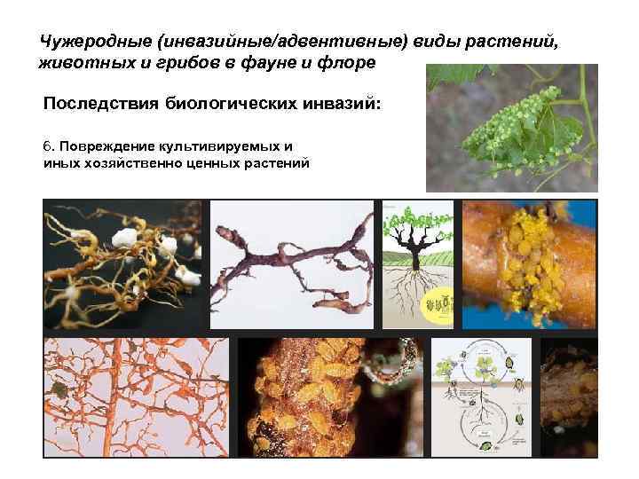 Чужеродные (инвазийные/адвентивные) виды растений, животных и грибов в фауне и флоре Последствия биологических инвазий: