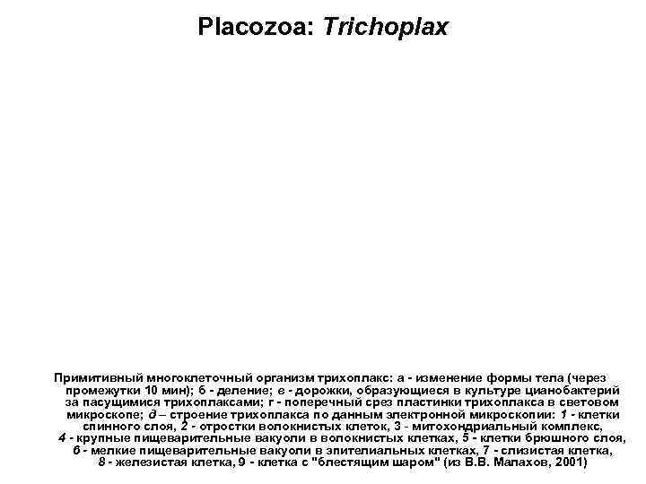 Placozoa: Trichoplax Примитивный многоклеточный организм трихоплакс: а - изменение формы тела (через промежутки 10