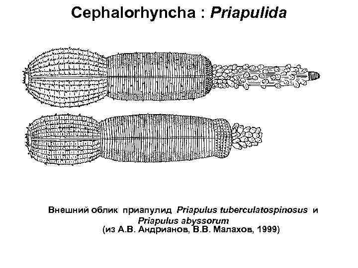 Cephalorhyncha : Priapulida Внешний облик приапулид Priapulus tuberculatospinosus и Priapulus abyssorum (из А. В.