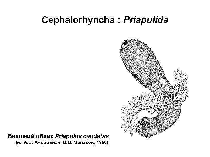 Cephalorhyncha : Priapulida Внешний облик Priapulus caudatus (из А. В. Андрианов, В. В. Малахов,