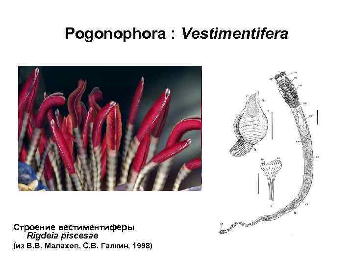 Pogonophora : Vestimentifera Строение вестиментиферы Rigdeia piscesae (из В. В. Малахов, С. В. Галкин,