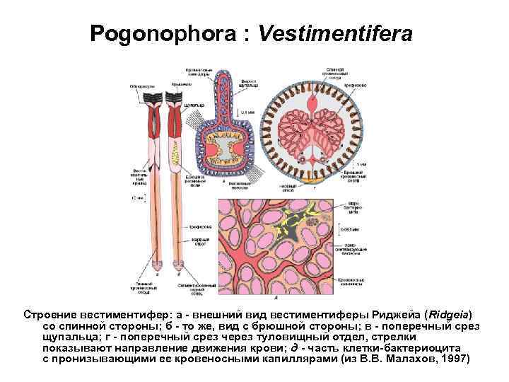 Pogonophora : Vestimentifera Строение вестиментифер: а - внешний вид вестиментиферы Риджейа (Ridgeia) со спинной