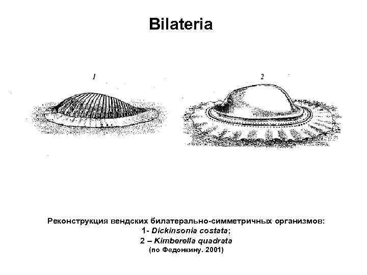 Bilateria Реконструкция вендских билатерально-симметричных организмов: 1 - Dickinsonia costata; 2 – Kimberella quadrata (по