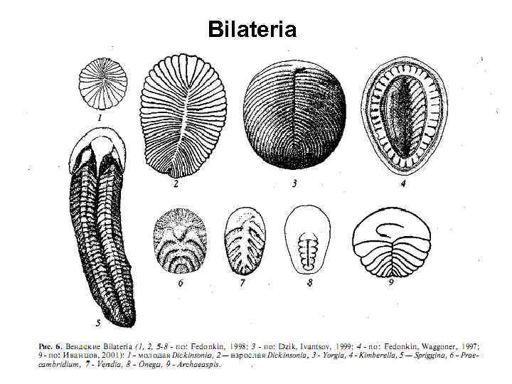 Bilateria 