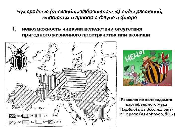 Чужеродные (инвазийные/адвентивные) виды растений, животных и грибов в фауне и флоре 1. невозможность инвазии