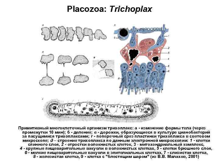 Placozoa: Trichoplax Примитивный многоклеточный организм трихоплакс: а - изменение формы тела (через промежутки 10