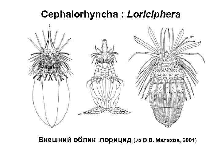 Cephalorhyncha : Loriciphera Внешний облик лорицид (из В. В. Малахов, 2001) 