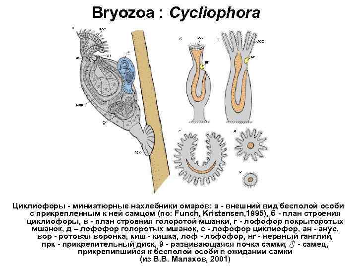 Bryozoa : Cycliophora Циклиофоры - миниатюрные нахлебники омаров: а - внешний вид бесполой особи