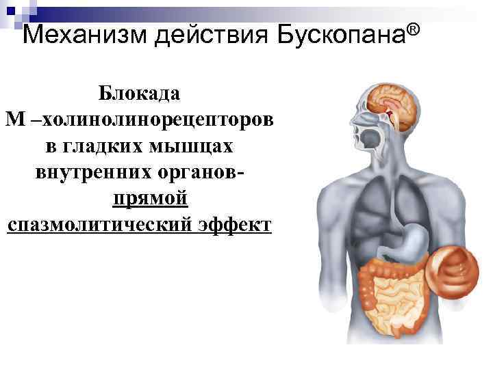 Механизм действия Бускопана® Блокада М –холинорецепторов в гладких мышцах внутренних органовпрямой спазмолитический эффект 