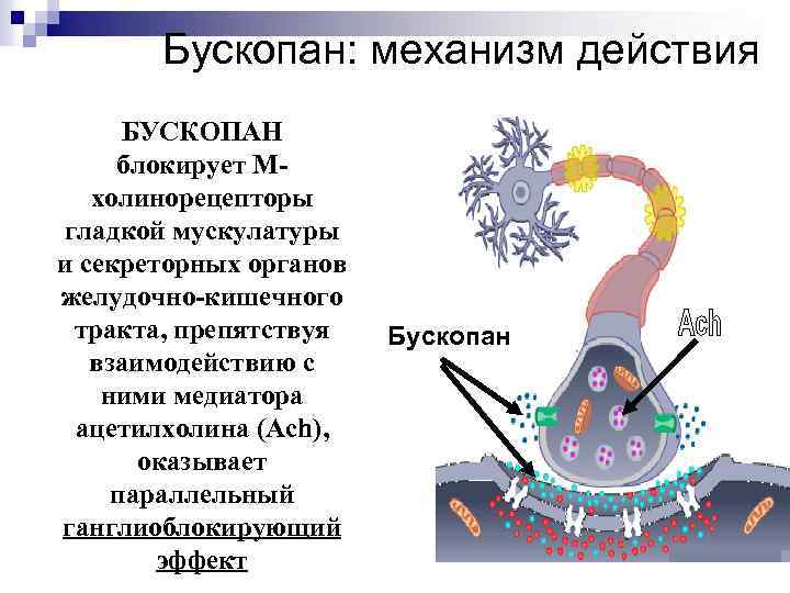 Бускопан: механизм действия БУСКОПАН блокирует Мхолинорецепторы гладкой мускулатуры и секреторных органов желудочно-кишечного тракта, препятствуя