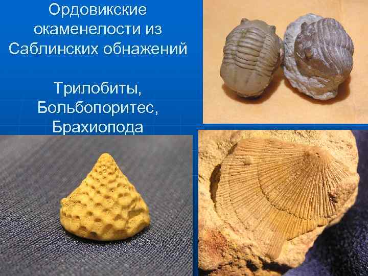 Ордовикские окаменелости из Саблинских обнажений Трилобиты, Больбопоритес, Брахиопода 