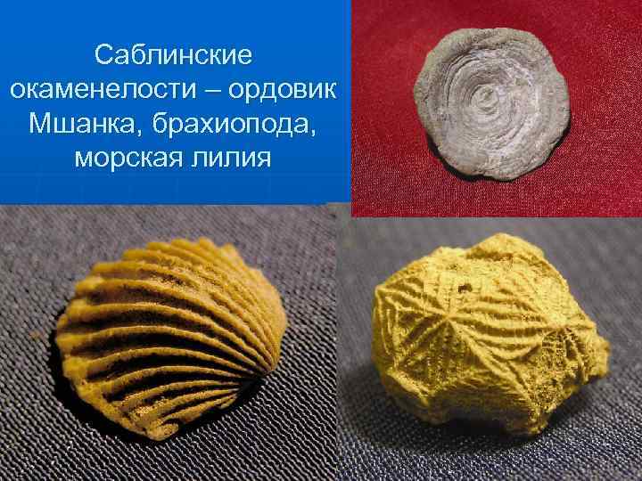 Саблинские окаменелости – ордовик Мшанка, брахиопода, морская лилия 