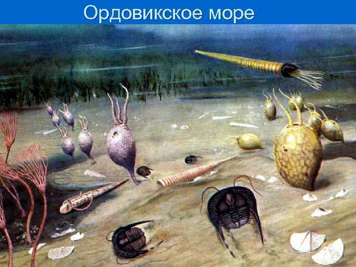 Ордовикское море 