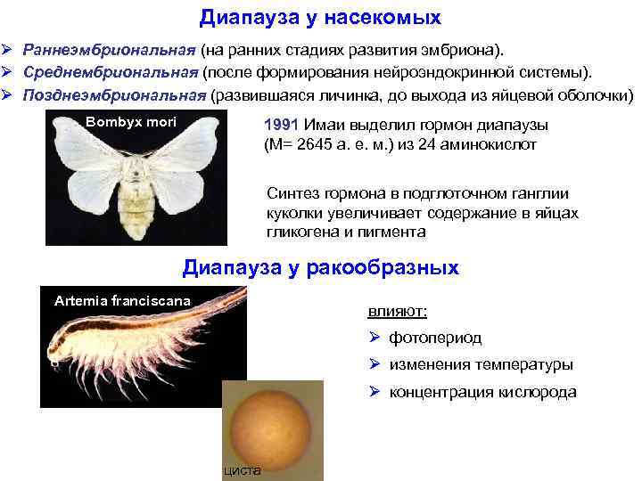 Диапауза у насекомых Ø Раннеэмбриональная (на ранних стадиях развития эмбриона). Ø Среднембриональная (после формирования