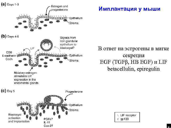 Имплантация у мыши В ответ на эстрогены в матке секреция EGF (TGFβ, HB EGF)