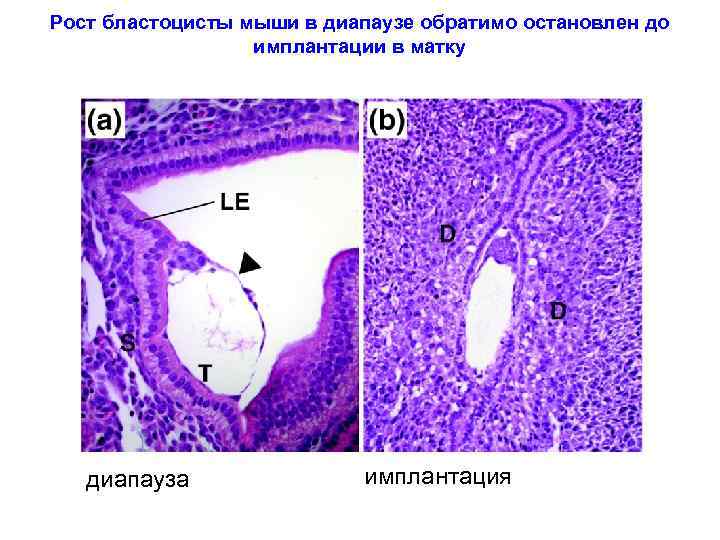 Рост бластоцисты мыши в диапаузе обратимо остановлен до имплантации в матку диапауза имплантация 